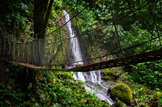 Rainmaker Forest